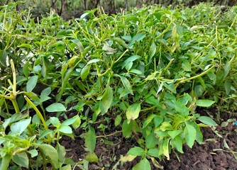 Selective focus. Basil plants in rice fields. Besides the leaves are suitable for fresh vegetables, they are also beneficial for health.
