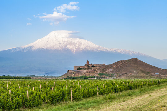 Grape field in Ararat valley. View of Khor Virap and Mount Ararat
