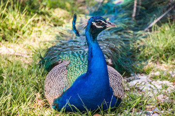 Obraz premium Peacock sitting on the grass