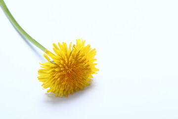 A single Dandelion Flower on a White background.