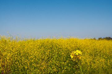 yellow mustard weed flower close-up and field of mustard weed and a blue sky