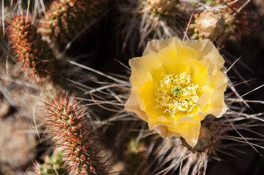 Yellow beavertail cactus flower 