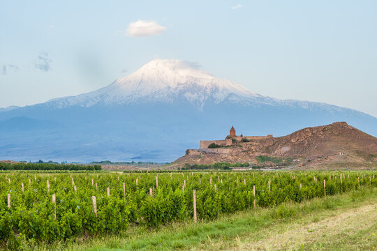 Grape field in Ararat valley. View of Khor Virap and Mount Ararat. Exploring Armenia