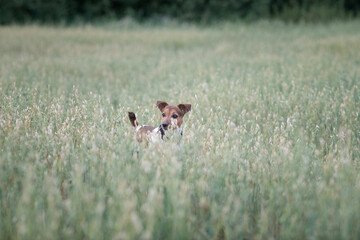Jack Russell Terrier playing in the wheat field.