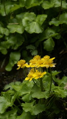 mountain wild flowers