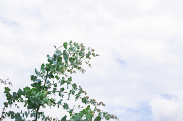 夏の空とユーカリの木