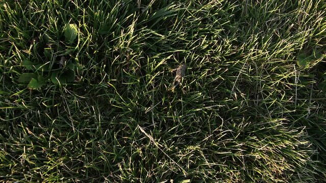 Small Baby Western Toad Crawls Through the Grass - Shallow DOF