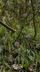 mountain wild flowers