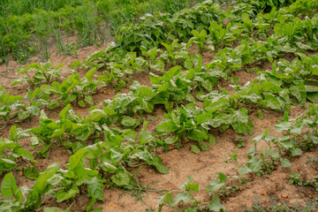 Fototapeta na wymiar Growing lettuce plants in a farm at countryside