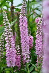 ベロニカ・ロンギフォリア ピンクエベリン