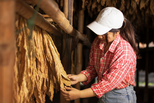 Women Farmer checking tobacco leaves in Quality-Controlled drying sheds, Tobacco leaf hanging and drying in rustic barns, From field to cigar exploring burley tobacco farming with attention to Quality