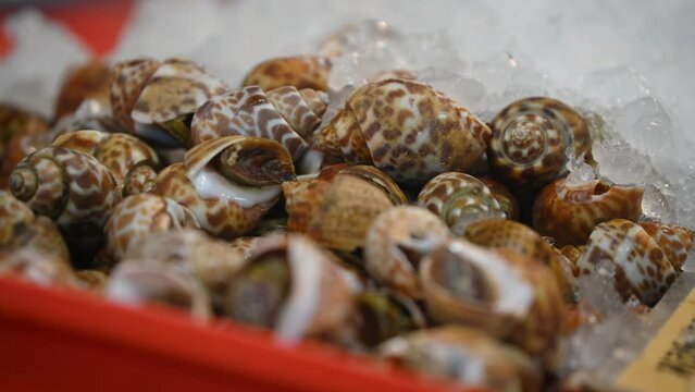 Seafood at the fresh market, Sweet Asean Tiger Clams (Sea Whelk). Fresh clams are frozen in ice trays for sale.