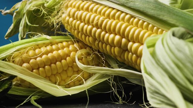 Two ears of young maize half peeled from the leaves on a black board. Macro shots. Camera rotating around. Parallax effect. Dark blue background. Beautiful fresh corn