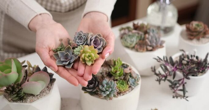 Woman holding Echeveria Succulent house plant cuttings in a hands