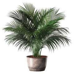 Areca palm pot, isolated on transparent background
