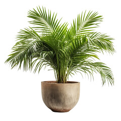 Areca palm pot, isolated on transparent background