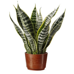 Snake plant, isolated on transparent background