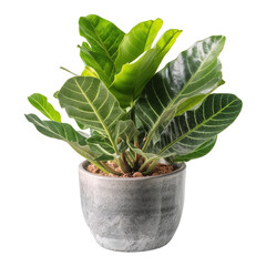ZZ plant pot, isolated on transparent background