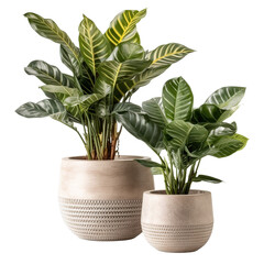 ZZ plant pots, isolated on transparent background