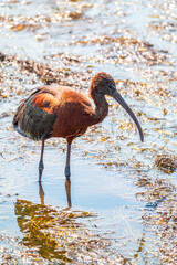 The glossy ibis, latin name Plegadis falcinellus, searching for food in the shallow lagoon.