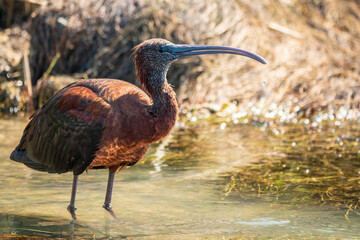 The glossy ibis, latin name Plegadis falcinellus, searching for food in the shallow lagoon.