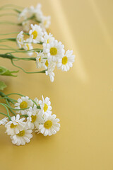 Daisy flowers on yellow background.