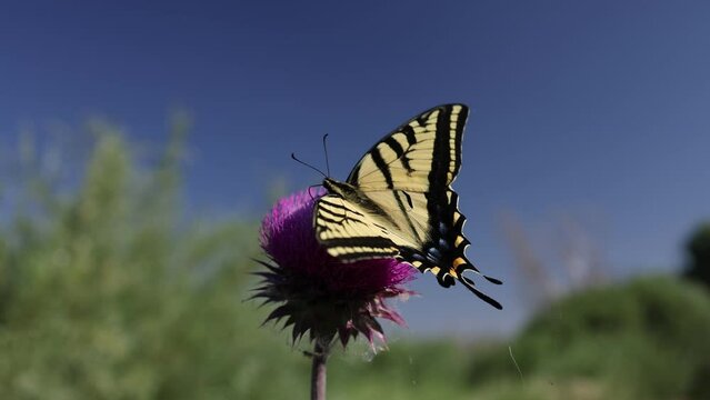 Macro Shot of Tiger Swallowtail Butterfly on Purple Thistle - Shallow DOF