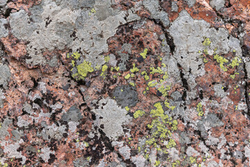 Gray and green lichen grows on red granite stone - obrazy, fototapety, plakaty