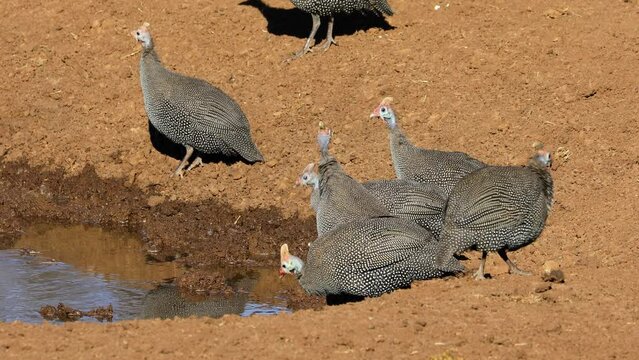 Helmeted guineafowls (Numida meleagris) drinking at a waterhole, South Africa