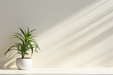 Indoor Houseplant of a Spider Plant in Pot on White Wall Background with Sunlight on Bright Day