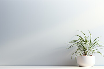 Indoor Houseplant of a Spider Plant in Pot with Space on White Wall Background