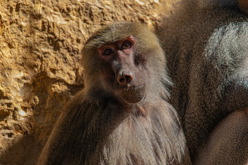 Close-up portrait of a baboon