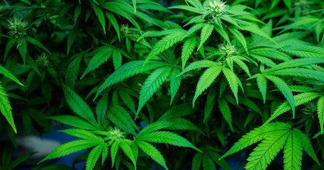 Naklejka na ściany i meble closeup nature view of marijuana cannabis leaf background