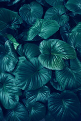 Obraz na płótnie Canvas Full Frame of Green Leaves Pattern Background, Nature Lush Foliage Leaf Texture, tropical leaf