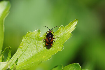 Close up Red Spotted plant bug (Deraeocoris ruber). Tribe Deraeocorini. Subfamily Deraeocorinae. Family Plant Bugs, Miridae. On a leaf. July, summer.