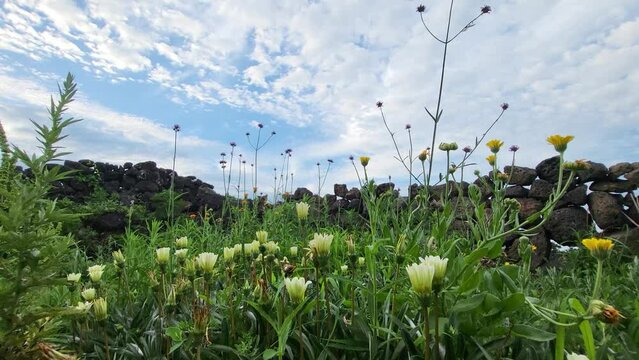 grass and sky
