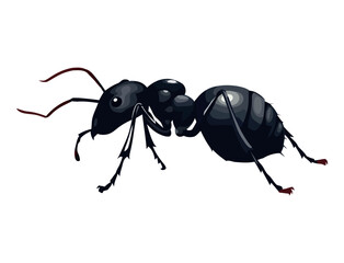 Small ant design