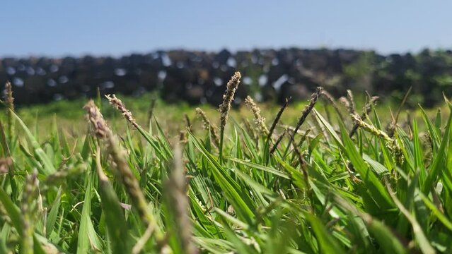 grass in the wind, morning