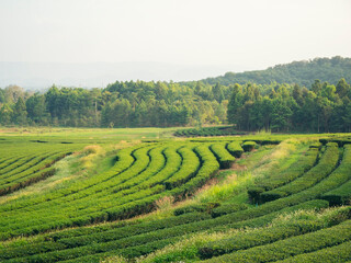 Green tea tree leaves field young tender bud herbal Green tea tree in camellia sinensis organic farm. Close up Fresh Tree tea plantations mountain green nature in herbal farm plant background morning