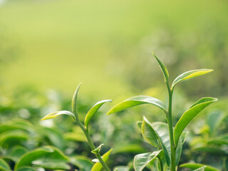 Green tea tree leaves field young tender bud herbal Green tea tree in camellia sinensis organic farm. Close up Fresh Tree tea plantations mountain green nature in herbal farm plant background morning