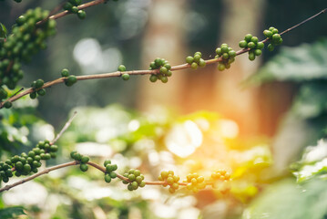 Green coffee bean berry plant with sunlight. Fresh raw seed coffee tree growth in eco organic farm morning time. Close up Green seed berries arabica coffee garden. Fresh coffee bean green leaf plant