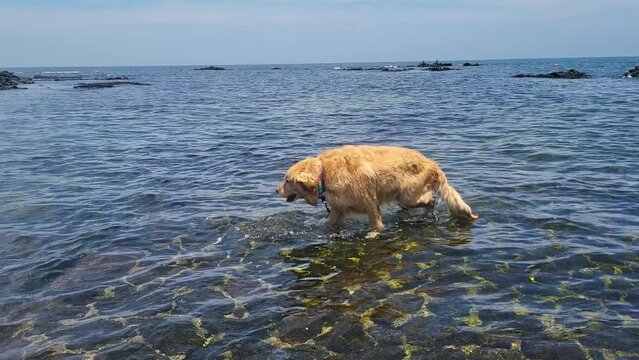 dog in the sea