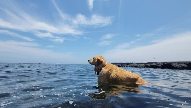 golden retriever in the sea