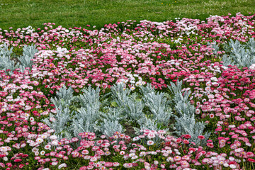 Blooming flowers in park in spring