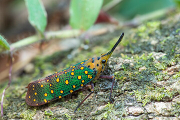Close up of Pyrops karenia lantern bug or planthopper clinging on the tree trunk in nature