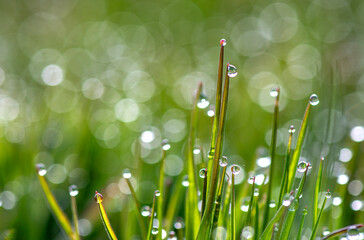 Fototapeta premium water droplets forming on the grass in the early morning