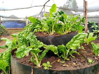 Multi-storey spinach urban vegetable production