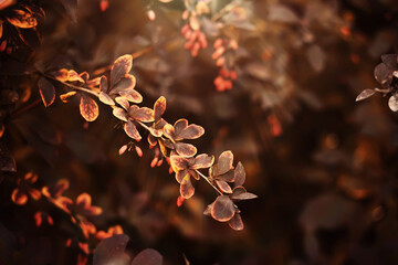 Lively closeup of falling autumn leaves with vibrant backlight from the setting sun