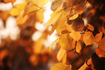 Lively closeup of falling autumn leaves with vibrant backlight from the setting sun