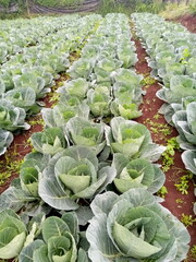 Naklejka premium Cabbage field in Kenya